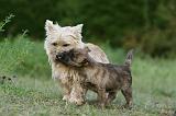CAIRN TERRIER 537